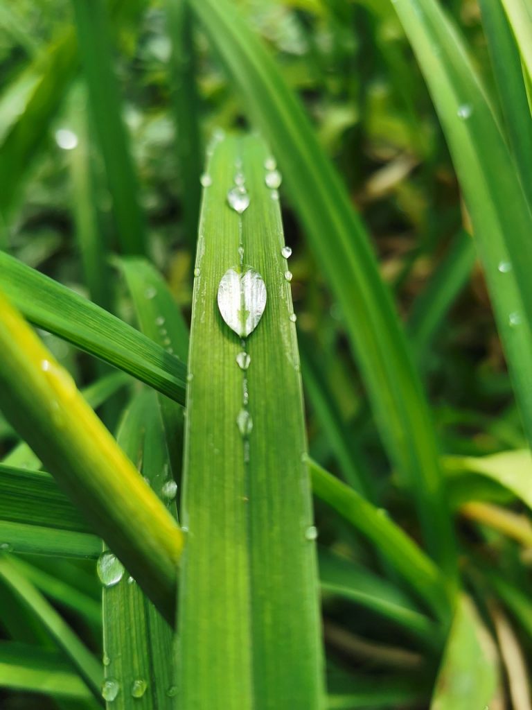 water, drops, grass-4350408.jpg